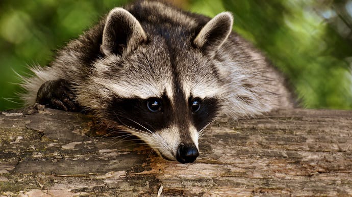 Russians robbed of raccoon they had previously stolen from Kherson Zoo