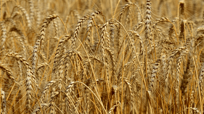 Минагрополитики: Следующий урожай в Украине может сократиться на 40%