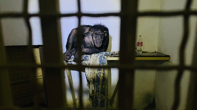 Контактный зоопарк под Киевом просит о зеленом коридоре: животные погибают