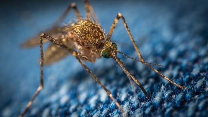 Чи переносять коронавірус мухи і комарі: МОЗ дало роз'яснення