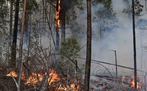 Пожежі на Житомирщині: причиною може бути пошкодження електродротів