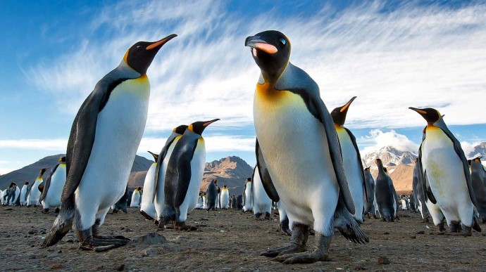 В Норвегии после месяцев карантина вакцинируют пингвинов