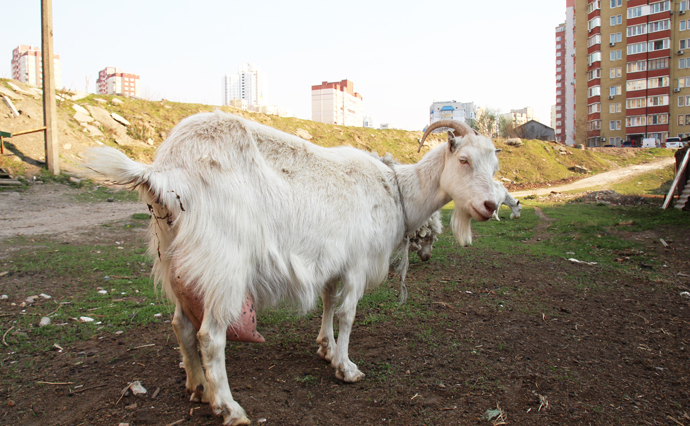Столичные козы, или Как киевлянка пошла против системы и сохранила землю предков 