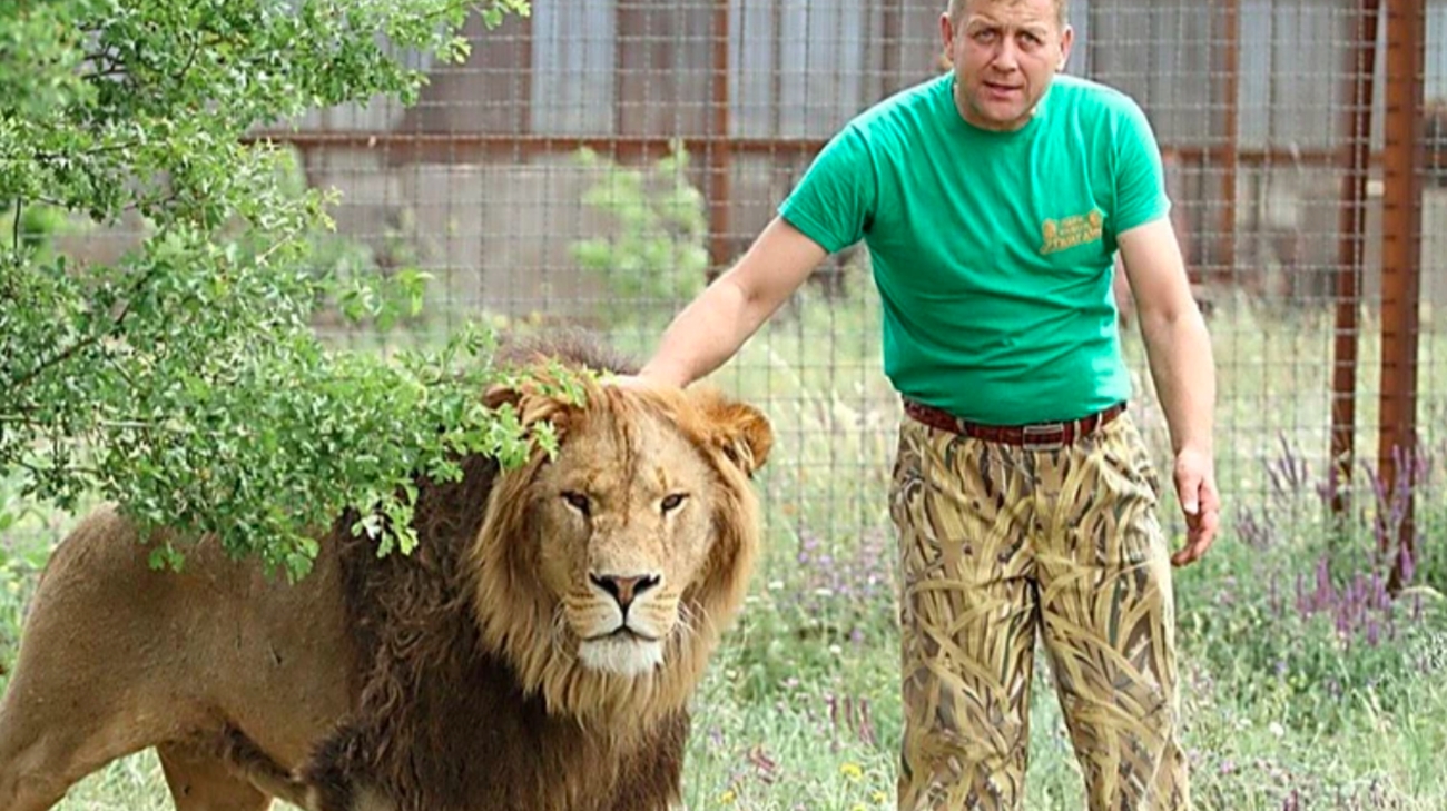 Crimean collaborator Zubkov, who stole animals from occupied territories,  bitten by lion | Ukrainska Pravda