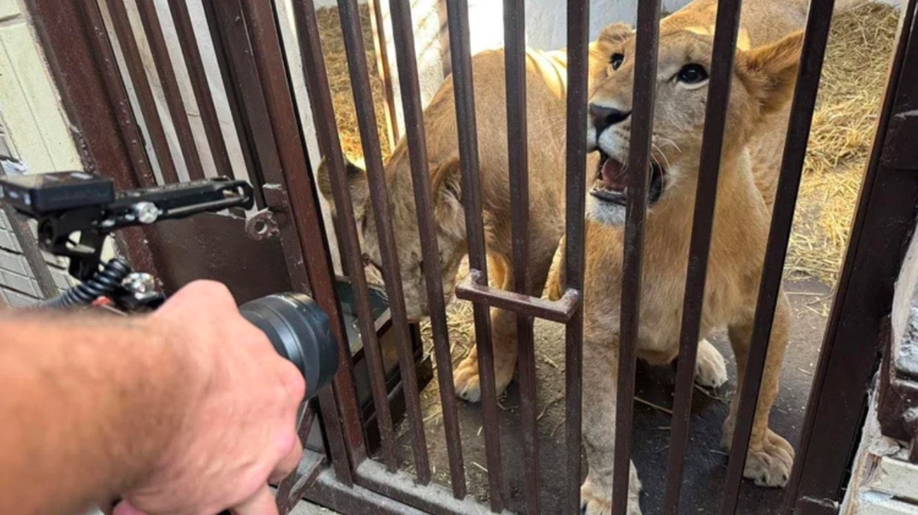 Abandoned under bombardments in Kharkiv Oblast: three rescued lionesses relocated to Africa – photos