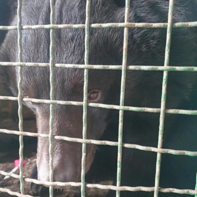 When the bear's condition improves, it will be taken to rehabilitation