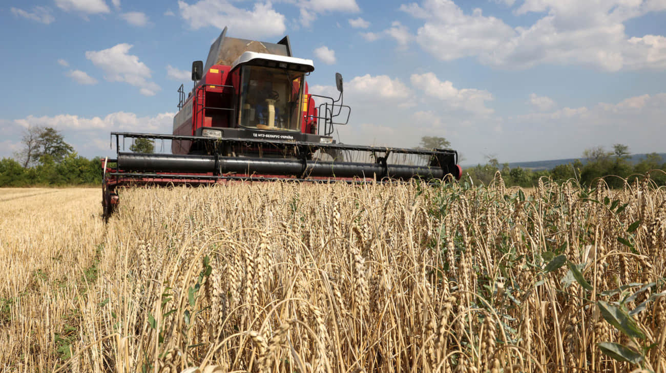 Ukrainian grain exports have no meaningful effect on grain prices in Poland