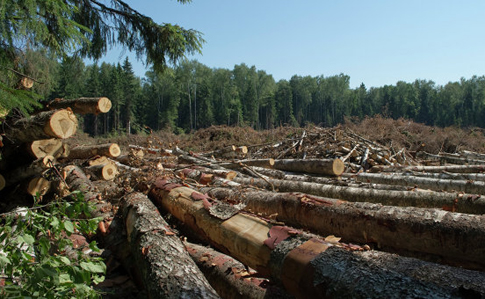 Масштабное хищение леса разоблачила СБУ на Закарпатье