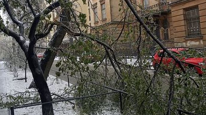 Из-за непогоды во Львове упало 119 деревьев: повреждены 10 авто