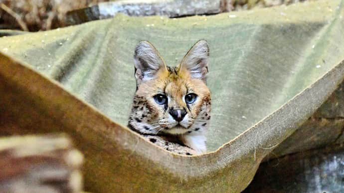 Kyiv Zoo shows 4 servals rescued from Donetsk Oblast – photo