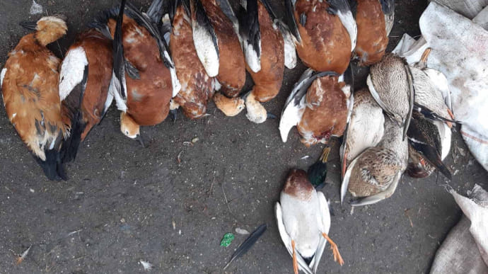 В Аскании-Новой снова массово гибнут птицы