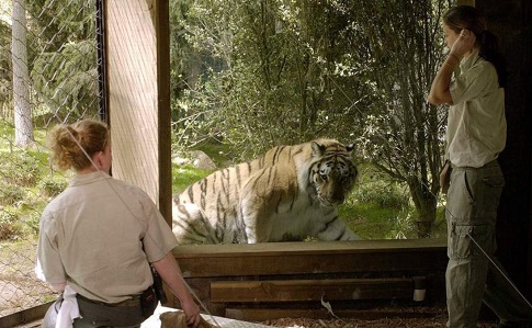 У тигра в зоопарке Нью-Йорка нашли коронавирус