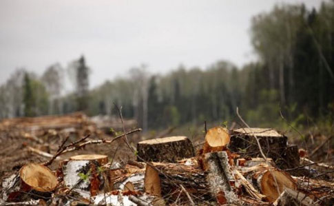 Под видом сохранения лесов Рада упростила вырубку Карпат – экологи