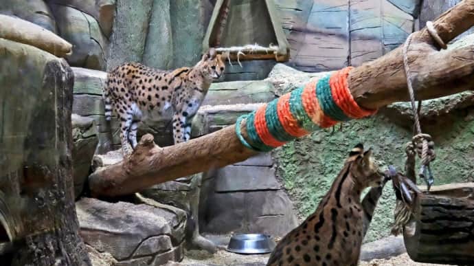 Kyiv Zoo shows new home for servals rescued from Donetsk Oblast – photos, video