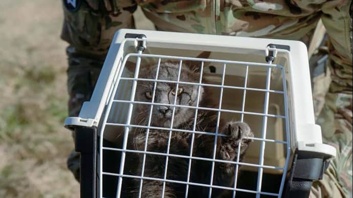 Special unit of Ukraine's Defence Intelligence evacuates 15 cats from Zmiinyi Island – photos