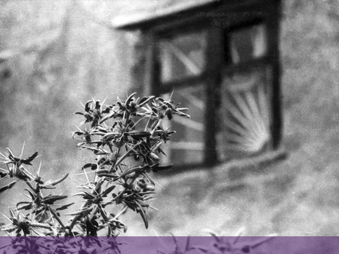 Кущ сараджину під вікном домівки Мирослава Мариновича