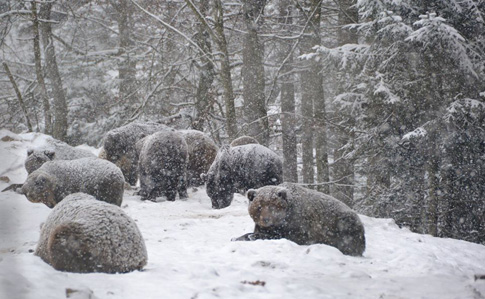 Теплая зима не дает медведям в Карпатах уснуть 