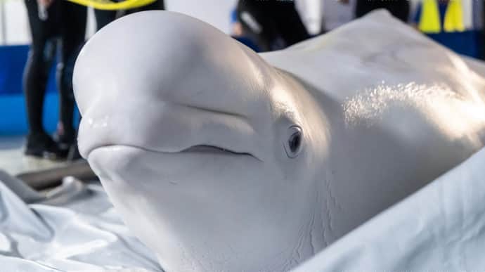 Two beluga whales evacuated from Kharkiv's Nemo dolphinarium: they will live in Spain – photos, video