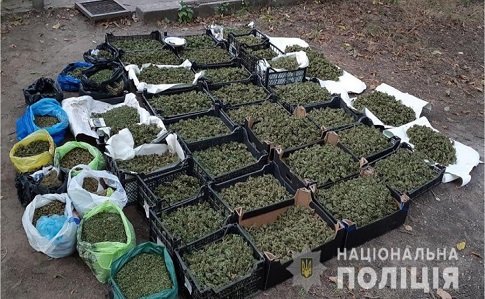 В Запорожье полиция изъяла марихуаны на 20 миллионов