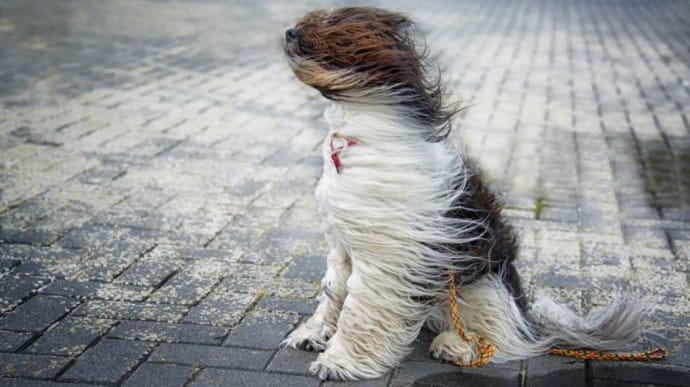 Українців попередили про небезпечний вітер