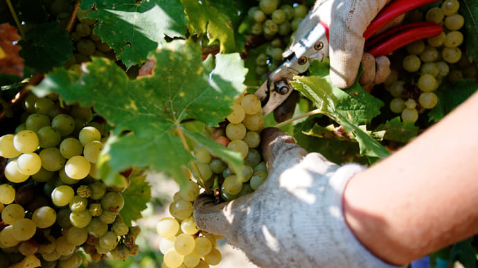Зеленский ввел в Украине праздник для тех, кто умеет делать вино