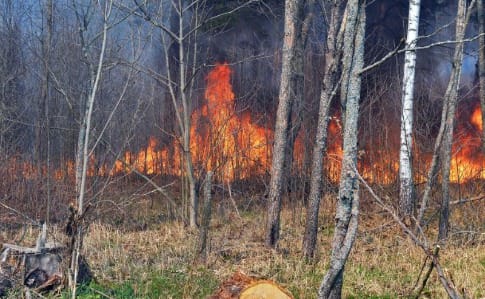 В Чернобыльской зоне все еще горит трава: тушат более 300 человек