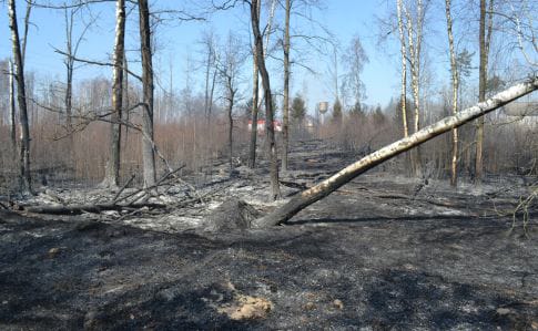 Огня нет, тлеют пеньки – пожар в Чернобыльской зоне потянул на 145 млн