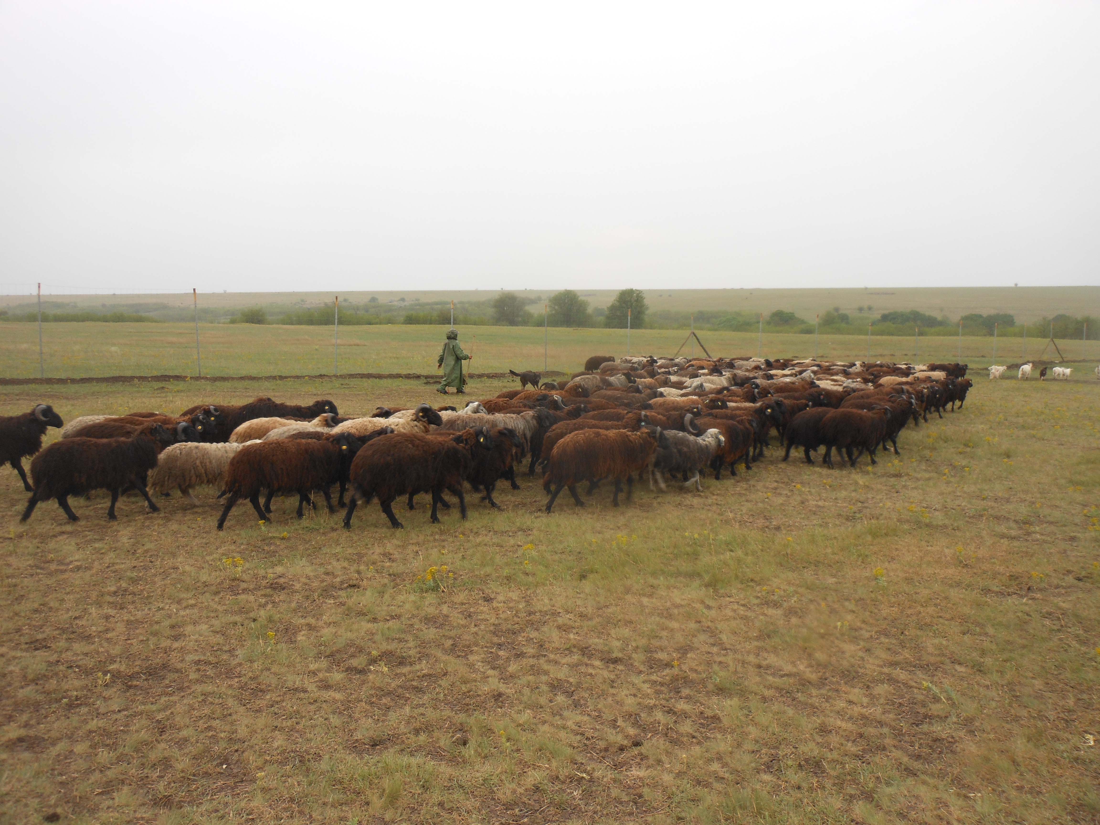 За відсутності в українських степах диких копитних, традиційне вівчарство грає важливу роль у підтриманні степового біорізноманіття