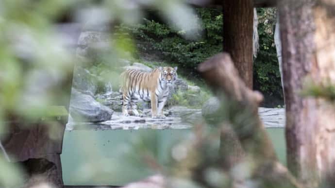 У Швейцарії співробітниця зоопарку померла після нападу тигриці