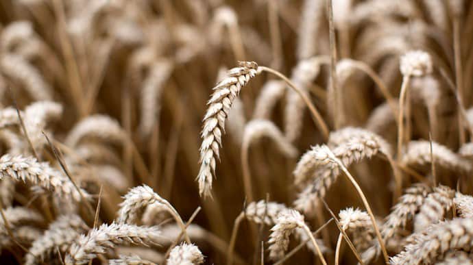 Угорщина збирається продовжити заборону на ввезення зерна з України