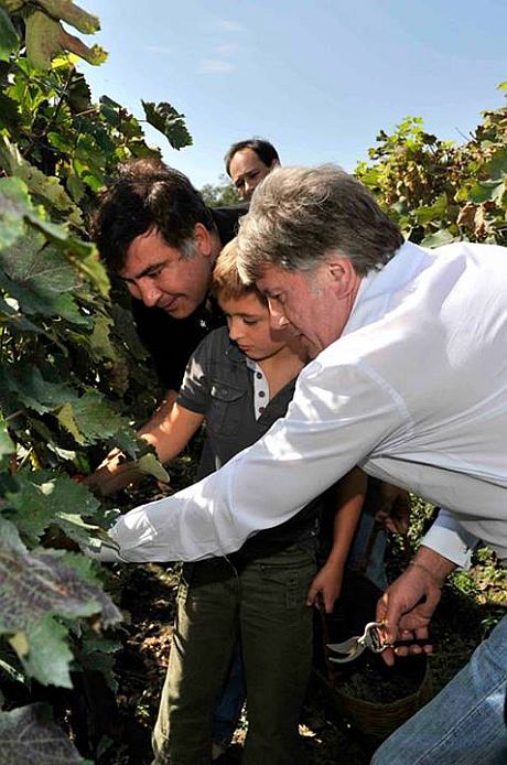Ющенко и Саакашвили собирают виноград