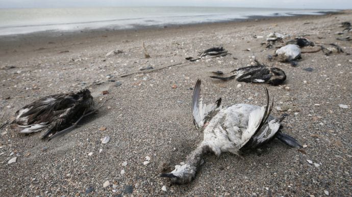 Загибель птахів на Сиваші: не виключають спалах пташиного грипу й отруєння