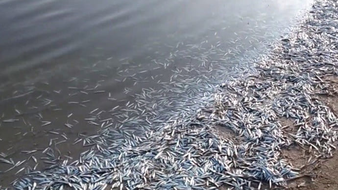 У лимані Азовського моря масово загинула риба