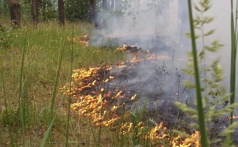 У Чорнобильський зоні площу пожежі зменшили вдвічі