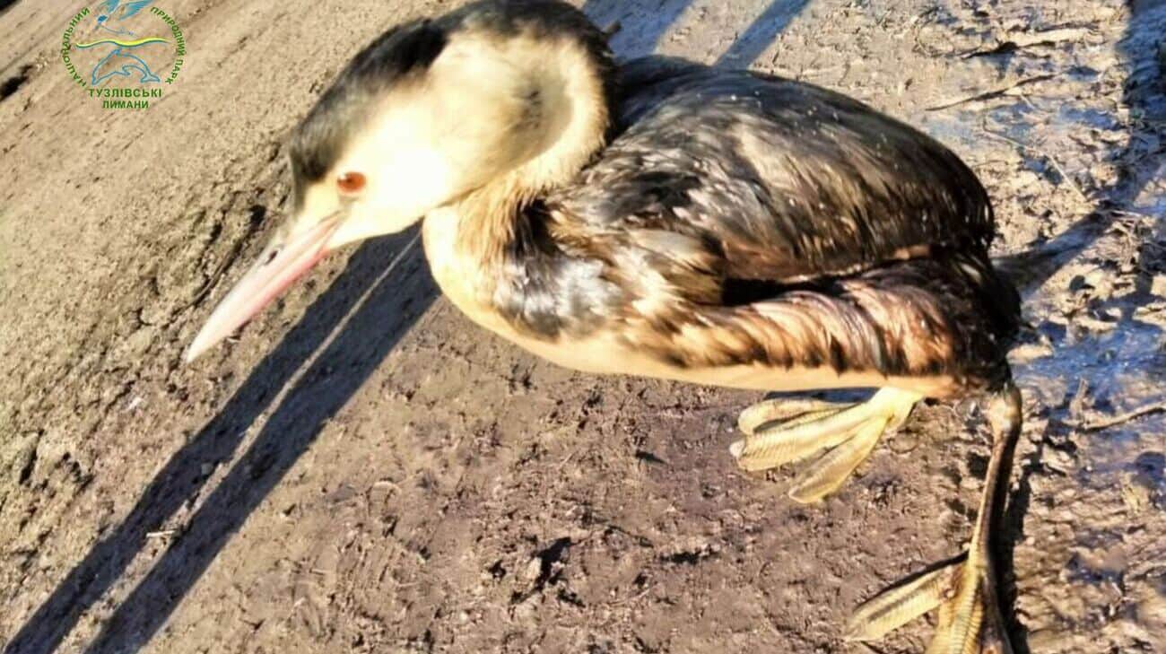 Aftermath of Russian tanker accident: Birds covered in oily liquid spotted in Odesa Oblast – photos