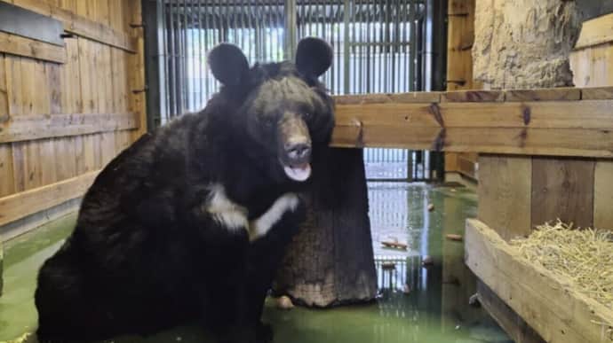 Bear rescued by Ukrainian Armed Forces settles into new home in Scotland