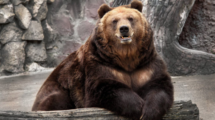 На балансе Укрзализныци нашли двух медведей, теперь они эмигрируют