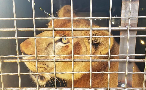 Из Украины в Южную Африку вылетели пять львов