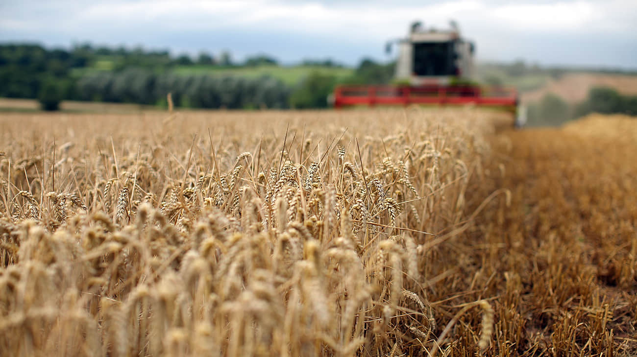 UE intenționează să impună tarife la produsele agricole din Rusia și Belarus, conform Bloomberg    