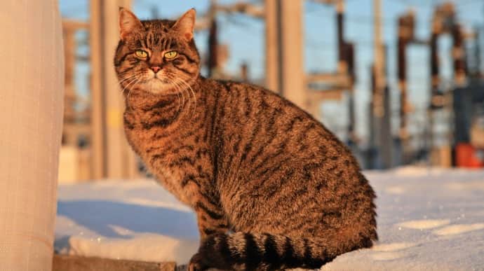 Meet Aza, the cat who lives in an electricity substation destroyed by the Russians