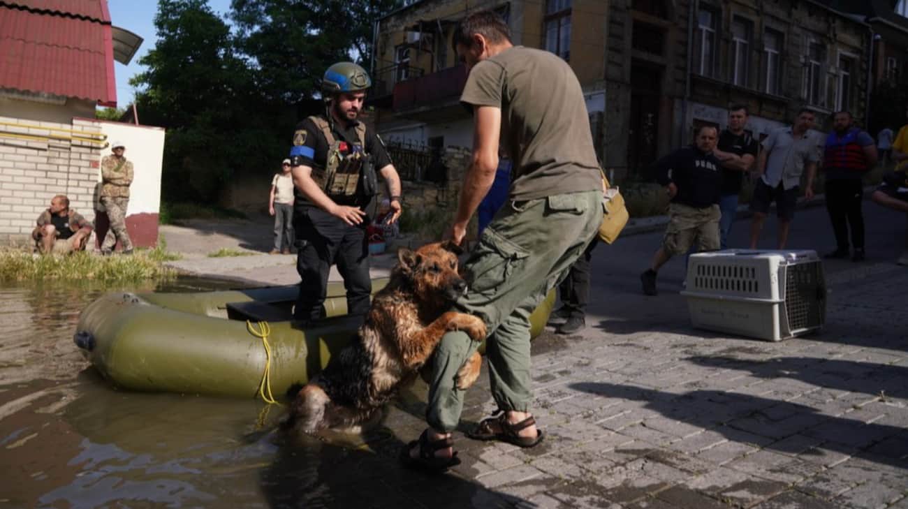 German Shepherd rescued after Russia blew up Kakhovka power plant finds new home – photo