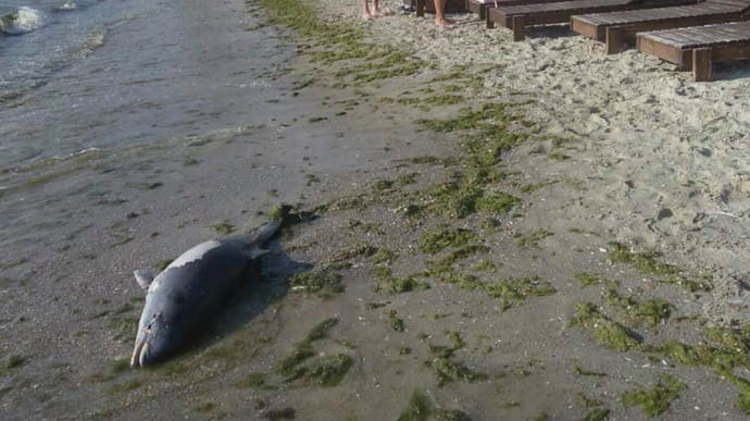 Возле затонувшего танкера Делфи нашли мертвого дельфина