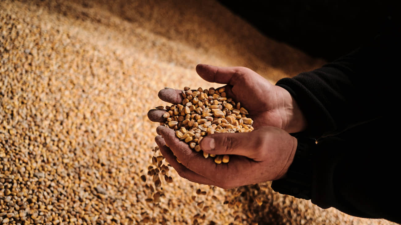 Lithuania denies allegations of re-exporting laundered Ukrainian grain to Poland