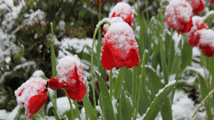 Зима повертається: 8 березня у більшості областей пройде сніг