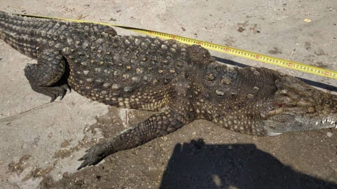 На азовском курорте из озера вытащили крокодила