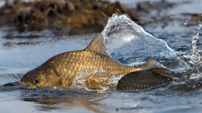 На Бузькому лимані стався масовий замор риби