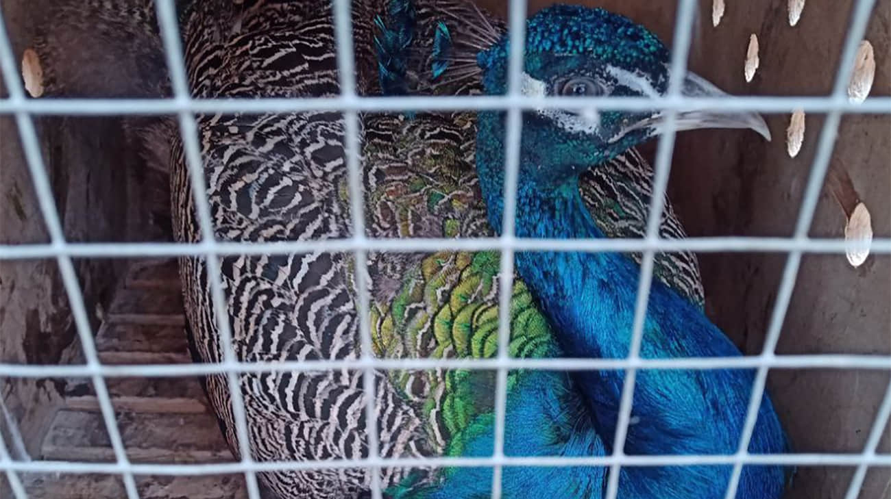 Russian zoo sends two peacocks to combat zone to raise soldiers' spirits – photo