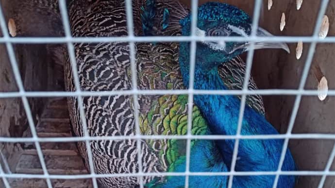 Russian zoo sends two peacocks to combat zone to raise soldiers' spirits – photo