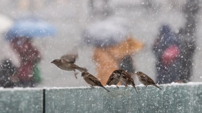 На Київщині у вівторок очікують мокрий сніг. На дорогах - ожеледиця