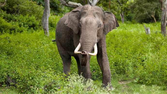 В Индии нашли мертвыми два десятка слонов